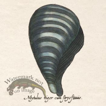 Merian Shell 5
